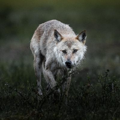 #7 Der böse Wolf, Spurensuche und eine wunderbare Chance in der Zukunft.