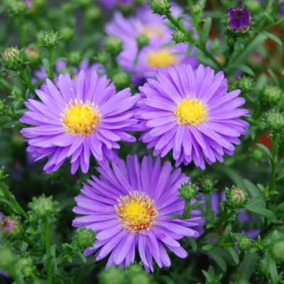 Symphyotrichum novi-belgii, the New York aster,
