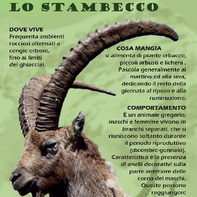 Fauna Selvatica Fauna Selvatica