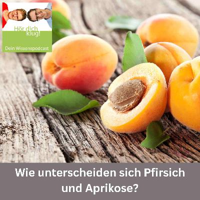 Wie unterscheiden sich Pfirsiche und Aprikosen? Wie unterscheiden sich Pfirsiche und Aprikosen?