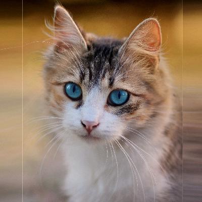 S3 Ep570: Een kat als inbreker/slotenmaker en teruglopende AI-resultaten S3E570 S3 Ep570: Een kat als inbreker/slotenmaker en teruglopende AI-resultaten S3E570