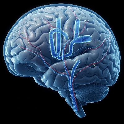 El Guardián Silencioso del Cerebro: Descubriendo el Sistema Glinfático