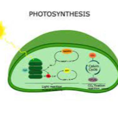 Photosynthesis