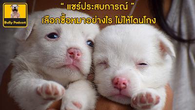 เลือกซื้อหมาอย่างไร ไม้ให้โดนโกง The Cutedog’s Podcast EP 8 เลือกซื้อหมาอย่างไร ไม้ให้โดนโกง The Cutedog’s Podcast EP 8