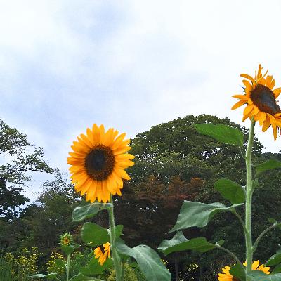 のりこ、ピアノ瞑想を語る⑨ のりこ、ピアノ瞑想を語る⑨