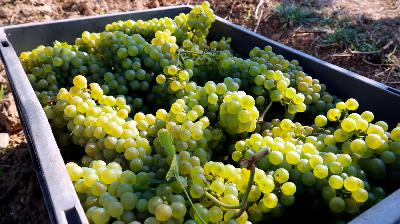 Preocupació pels aranzels del 15% a vins i caves