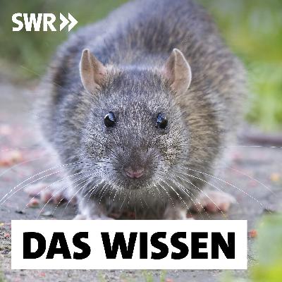 Ratten – Müssen wir sie wirklich bekämpfen?