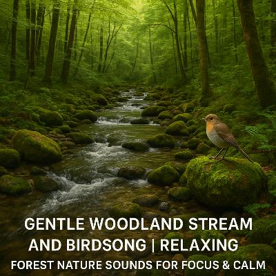 Gentle Woodland Stream and Birdsong | Relaxing Forest Soundscape for Serenity