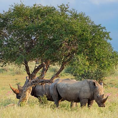 Nashorn, Elefant und Co: Diese Arten bleiben geschützt