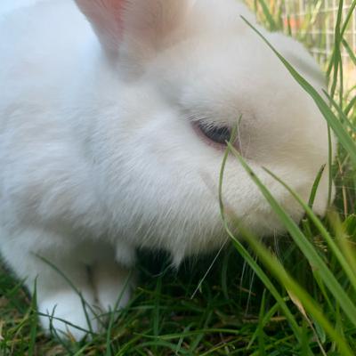 Kaninchen Zubehör auf das ihr verzichten solltet!