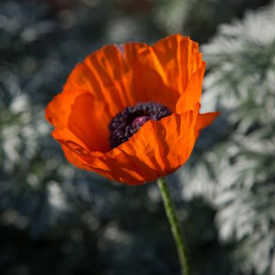 NaPodPoMo 2018 – Day 11 – #LestWeForget