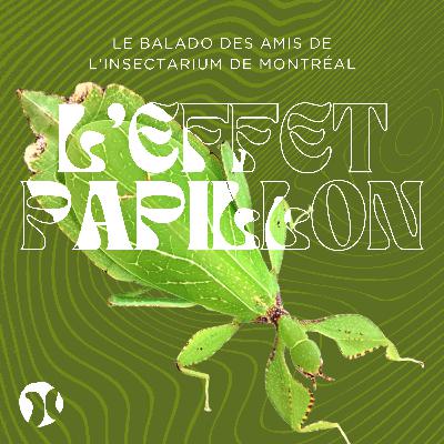 7. Les phyllies : L'insecte qui voulait se faire feuille 🍃🪲