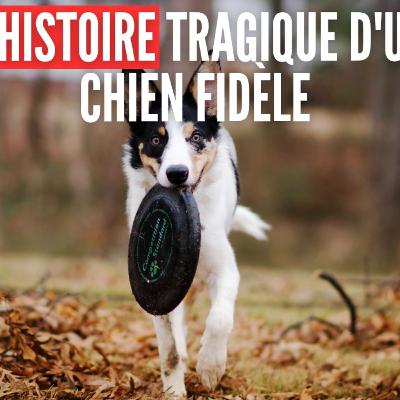 L'histoire tragique d'un chien fidèle L'histoire tragique d'un chien fidèle