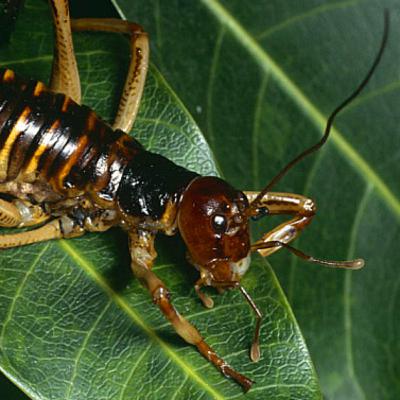 Kiwiland #9 Weta