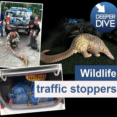 Thailand's wildlife traffic stoppers