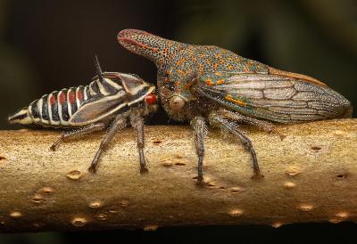 Coexisting with Insects in our Greenspaces: Photographer Danae Wolfe on Chasing Bugs