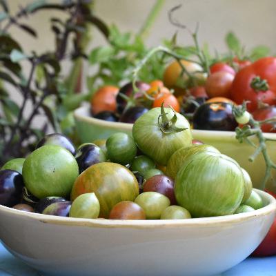 Schrecklich-meine Tomaten erröten nicht!!!!