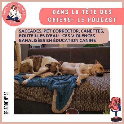 Saccades, Pet corrector, canettes, bouteilles d’eau - ces violences banalisées en éducation canine