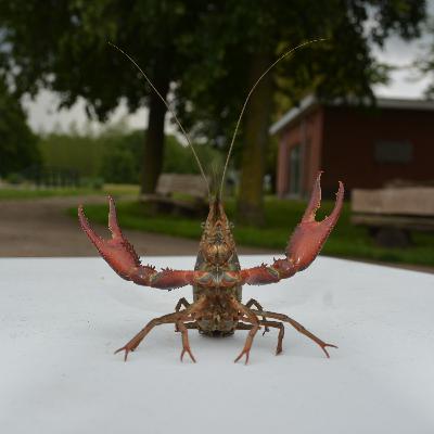 Aflevering 11: Uitheemse rivierkreeften Aflevering 11: Uitheemse rivierkreeften