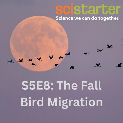 The Fall Bird Migration The Fall Bird Migration