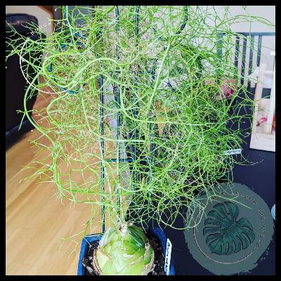 Ep110-Weird Plants Ep110-Weird Plants