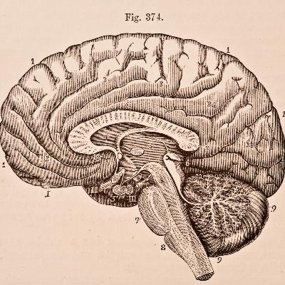 #6.4 Human Physiology - Gas Exchange