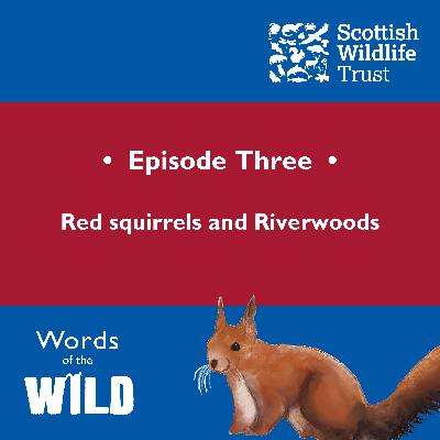 Red squirrels and Riverwoods