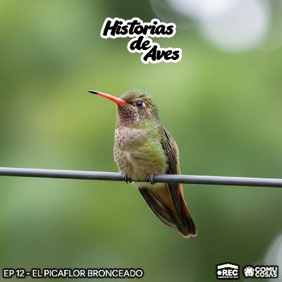 12: El Picaflor Bronceado