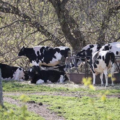 Outils pour contrer le stress thermique Outils pour contrer le stress thermique