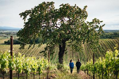 Rage Against The Machine: Winegrowing for Human Wellness Rage Against The Machine: Winegrowing for Human Wellness