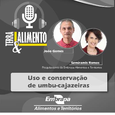 Uso e conservação de umbu-cajazeiras Uso e conservação de umbu-cajazeiras
