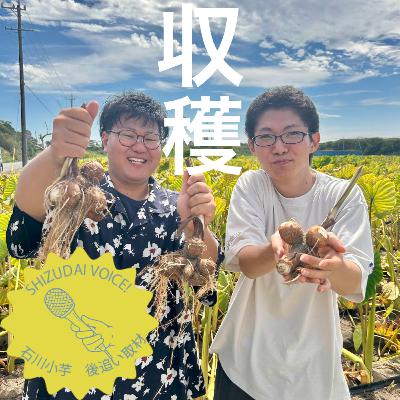 【後追い取材】 高級食材を収穫体験！石川小芋をフカボリ！