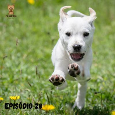 Você sabe por que seu cachorro foge?