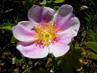 Roses in North Dakota aren't just for Valentine’s Day