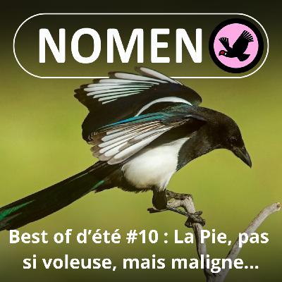 BEST OF D'ÉTÉ #10 : La Pie, pas si voleuse, mais tellement maligne…