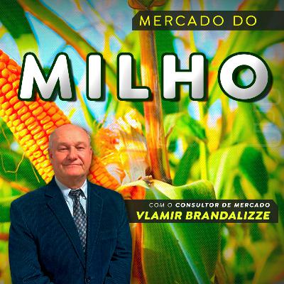 Milho: demandas para etanol e ração devem crescer em 2026; preços podem crescer ainda mais