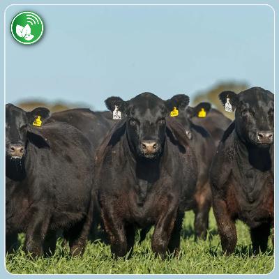 Ganadería en alza: el momento del Angus y los desafíos de la cadena