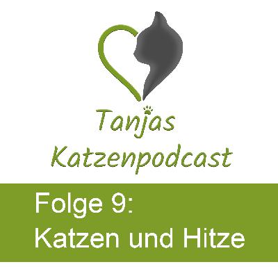 Katzen und Hitze