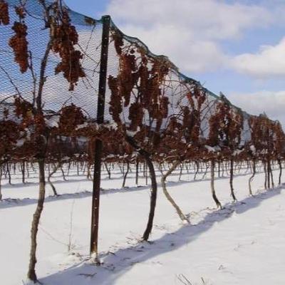 פרק 89 - קנדה - הרבה יותר מיינות קרח פרק 89 - קנדה - הרבה יותר מיינות קרח