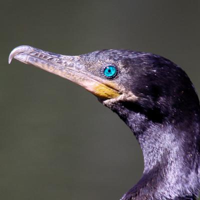Biguá: dos olhos adaptados à estratégia de mergulho