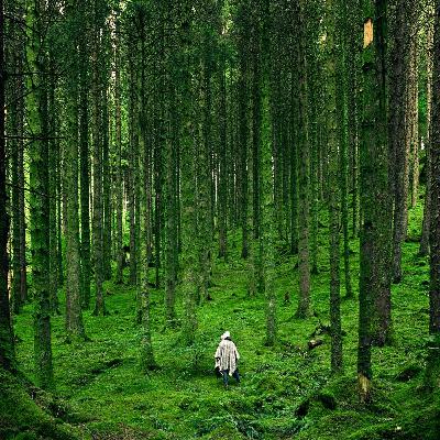 SONIDOS RELAJANTES para ayudar a Dormir. NATURALEZA Y MÚSICA