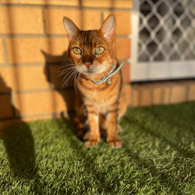 第28回 ブリスベンでのシティライフ終了しました 第28回 ブリスベンでのシティライフ終了しました