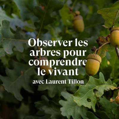 « J'ai eu l'impression de renaître auprès de ce chêne » - Entretien avec Laurent Tillon, forestier écrivain 🌳