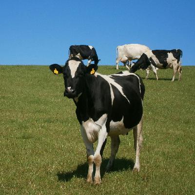 Parenting: How much should my kids help on the farm?
