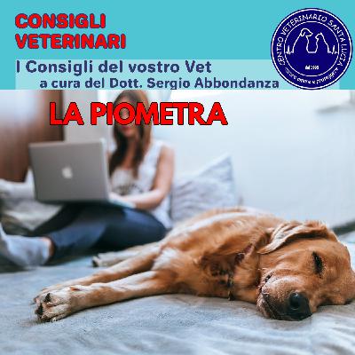 13 - La piometra, una grave infezione batterica nei cani femmina