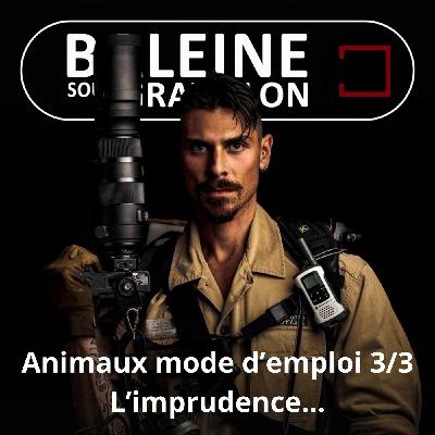 S07E61 Animaux mode d'emploi 3/3 : Prospérité, imprudences et donc... cicatrices (Yvan Kereun) S07E61 Animaux mode d'emploi 3/3 : Prospérité, imprudences et donc... cicatrices (Yvan Kereun)