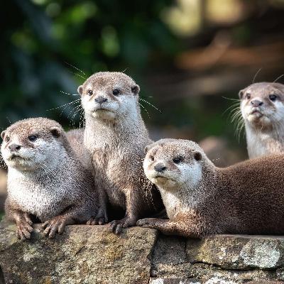 Otterly Amazing! Common Sense Farming can feed us all with Charlie Bennett