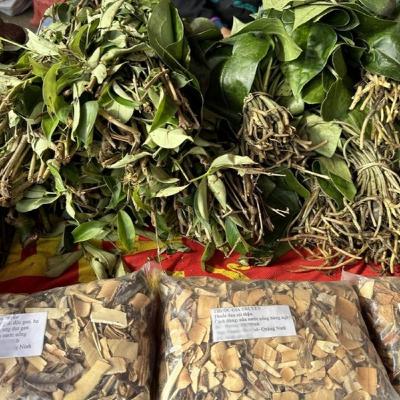 Xã hội chuyển động - Dược liệu quý - Di sản văn hóa và kinh tế tương lai của dân tộc Xã hội chuyển động - Dược liệu quý - Di sản văn hóa và kinh tế tương lai của dân tộc