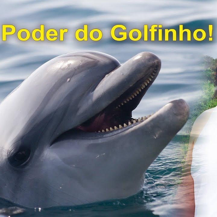 As Cartas Xamânicas, os Animais e seu Poder- O Golfinho