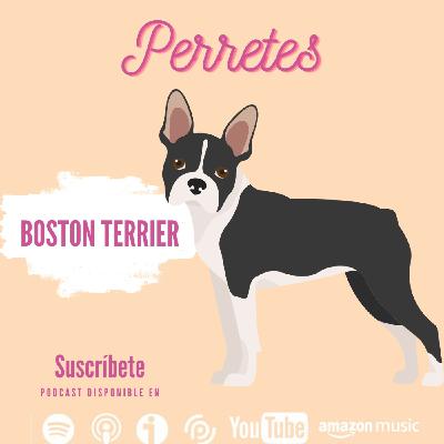 Ep84: Boston Terrier
